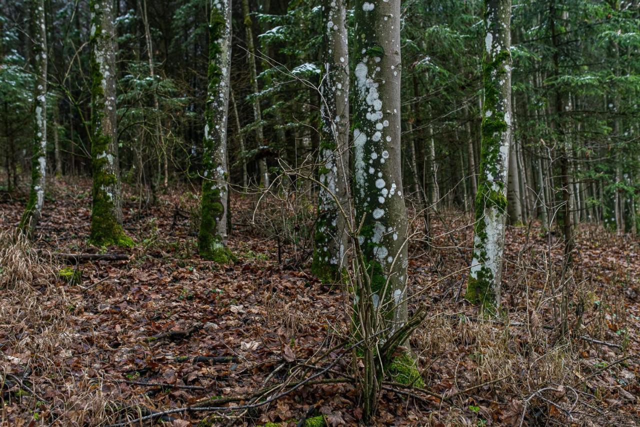 Villa Talblick Im Naturpark Altmuehltal Ґредінґ Екстер'єр фото